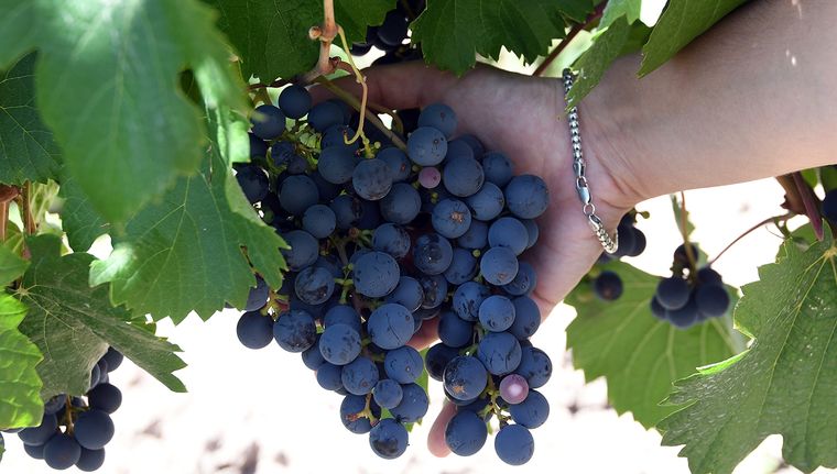 Foto: ALF PONCE MERCADO / MDZ