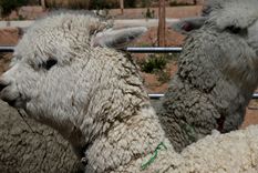 cientificos chilenos descubren un fuerte anticuerpo contra el covid-19 en las alpacas