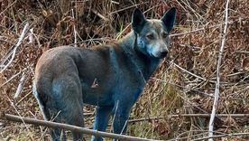 Tres perros con pelaje azul fueron vistos en la zona de exclusión de Chernobyl. Tres perros con pelaje azul fueron vistos en la zona de exclusión de Chernobyl.