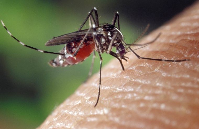 Pocos conocían este repelente natural de mosquitos. Foto: Shutterstock