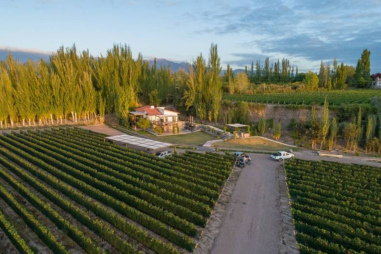 Finca Bandini, una de las bodegas elegida por la IA. Finca Bandini, una de las bodegas elegida por la IA. 