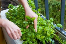 Una manera fácil y económica de multiplicar tu albahaca. Foto: Archivo