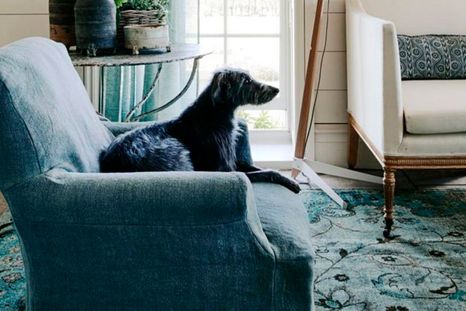 Si bien no todas las mascotas son peludas es fundamental mantener el control de su pelo. Imagen: Future. Si bien no todas las mascotas son peludas es fundamental mantener el control de su pelo. Imagen: Future.