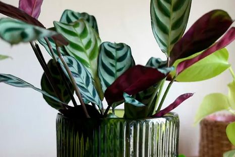 Créditos de la imagen:  Holly Crossley / Future Foto: homesandgardens.com