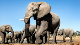 Proverbio africano: qué significa Cuando los elefantes pelean, la hierba sufre. Foto: Archivo MDZ