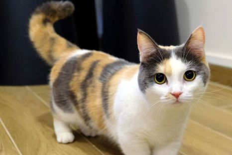 Gato Gato
