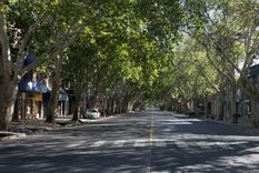 El arbolado público es uno de los principales patrimonios ambientales de Mendoza.