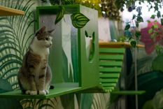En 2013, la veterinaria Virginia Vallejos creó Mishmosos, el primer hotel para felinos de Buenos Aires. Foto: Gentileza