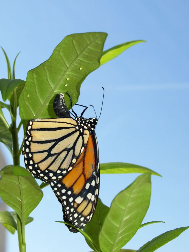 Una mariposa monarca poniendo sus huevos debajo de las hojas de un algodoncillo con propiedades medicinales. Las orugas se alimentarán de esa planta y esto las protegerá contra parásitos.