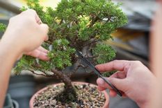 El Bonsái es el mini árbol en tendencia que necesita dedicación, tiempo y cuidados especiales Foto: Foto: shutterstock