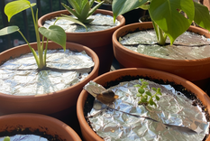 Un aliado para las plantas. Fuente IA Gemini.