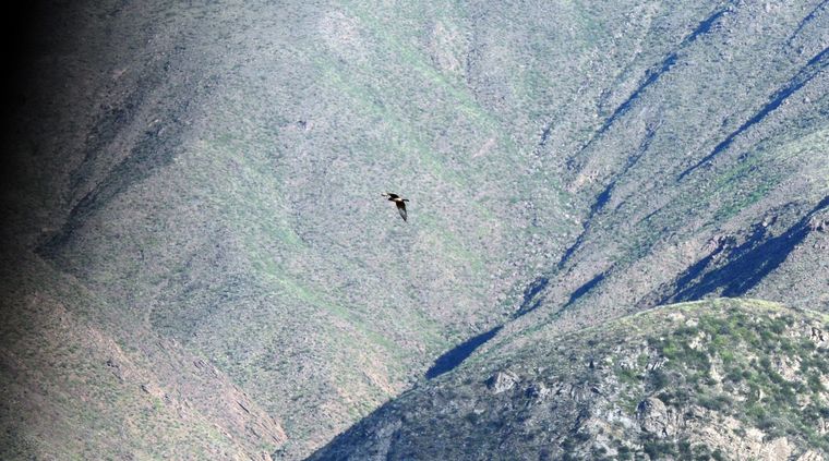 Foto: ALF PONCE / MDZ