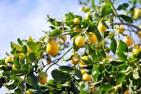 El truco para que el limonero crezca fuerte y saludable. El truco para que el limonero crezca fuerte y saludable.