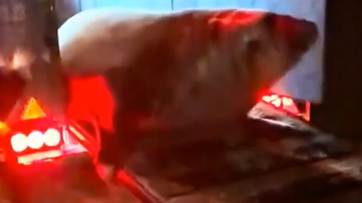 Videos: así fue el conmovedor rescate del elefante marino perdido en Ensenada