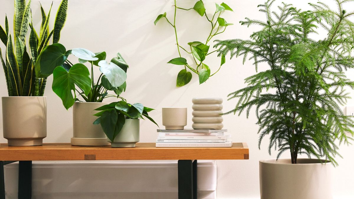 Hogar fresco y natural: 3 plantas de interior ideales para mantener la ...