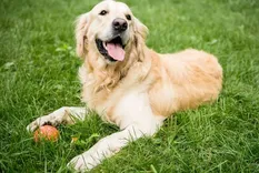 El estudio demuestra que el miedo o la agresividad en la raza Golden Retriever tiene raíces genéticas similares a la ansiedad humana. Foto: Archivo