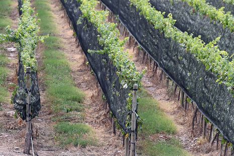 ¿Arrancar viñedos o entender qué vino se consume?