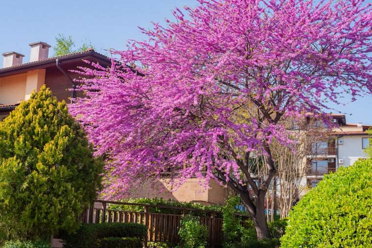 El árbol del amor, ciclamor o Cercis siliquastrum se roba todas las miradas en el jardín. Foto: Shutterstock