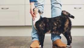 Este comportamiento es común en todos los felinos. Foto: Shutterstock