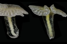 descubren extranas criaturas marinas con forma de hongo