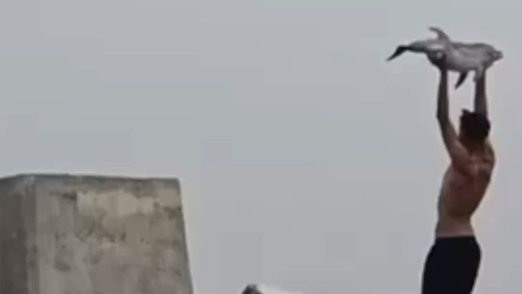 En medio de la crisis migratoria en Ceuta, una persona grabó a un inmigrante sosteniendo a un delfín.