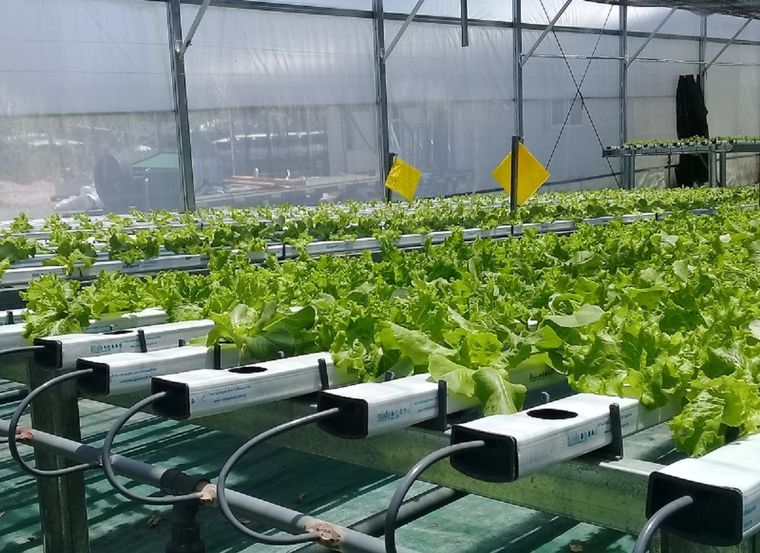 El método funcionó en la producción tabacalera y de cítricos Foto: INTA