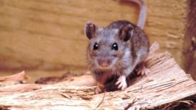 Hantavirus. Hantavirus.