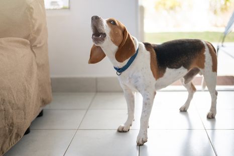 Los expertos explican que las mascotas pueden aullar por soledad, ansiedad o simplemente para llamar la atención. Foto: Shutterstock Los expertos explican que las mascotas pueden aullar por soledad, ansiedad o simplemente para llamar la atención. Foto: Shutterstock