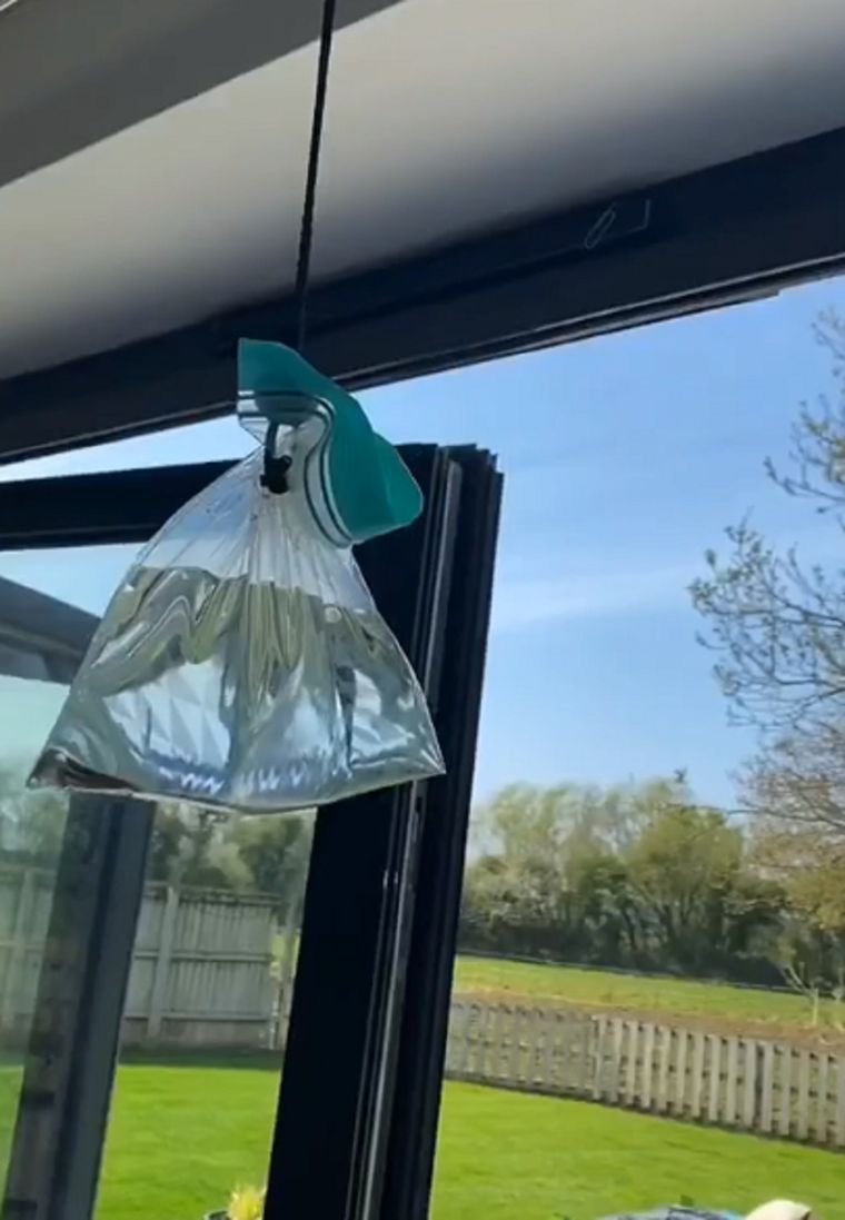 Video viral Foto: TikTok