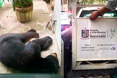 Un oso negro, que se acercó el pasado julio a una joven en el Parque Ecológico Chipinque, Nuevo León, México.