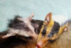 La cría de comadreja adoptada se alimenta de su mamá adoptiva mientras esta se recupera de las heridas causadas por perros. Foto: Fundación Cullunche.