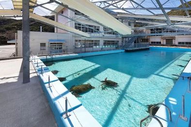 MDZol | Escuela convertida en acuario en Japón: una piscina al aire libre con animales locales como tortugas marinas y tiburones. Foto: MUROTO HAIKO AQUARIUM