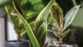 La lengua de suegra es una de las plantas más populares de interior Foto: Shutterstock La lengua de suegra es una de las plantas más populares de interior Foto: Shutterstock