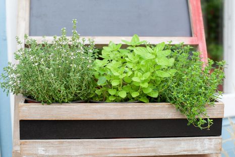 La lavanda, la menta y la ruda son algunas de las plantas más utilizadas para alejar alacranes. Foto: Shutterstock La lavanda, la menta y la ruda son algunas de las plantas más utilizadas para alejar alacranes. Foto: Shutterstock