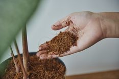 Este abono casero hará que las plantas crezcan sanas durante todo el año Foto: Fuente: Freepik