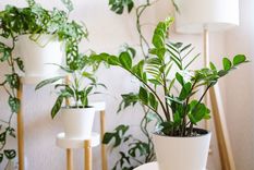 esta es la planta de interior mas resistente, que es furor en la decoracion de jardines