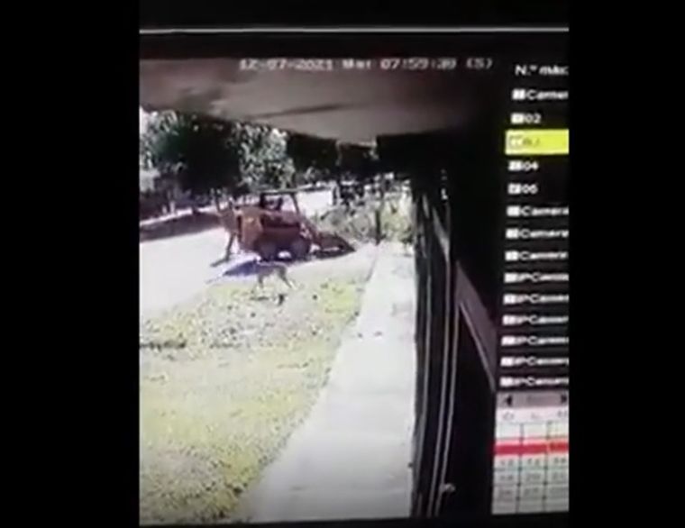 Los animales estaban en la vereda cuando fueron arrollados