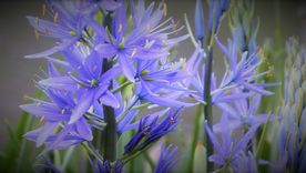 La camassia o jacinto silvestre es una planta cuya siembra se realiza durante el otoño y que puede tolerar el suelo húmedo. Foto: Pixabay - pixabay.com