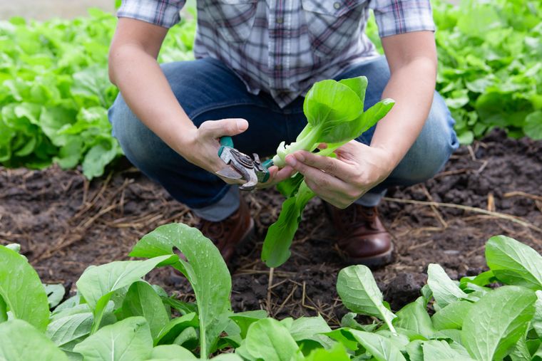 Qué sembrar en otoño.