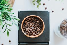 Las beneficios mágicos de utilizar café en las plantas de tu jardín El café puede ser beneficioso para el cuidado de las plantas. Foto: Freepik