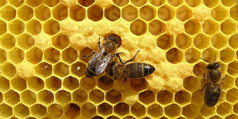 La provincia está representada por empresas apícolas.