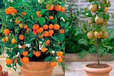 Foto: infoagro.com.ar