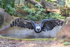 El histórico avistamiento en la selva misionera representa una señal de esperanza en la lucha por la conservación del águila harpía Foto: Shutterstock