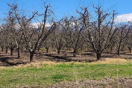 La resolución reconoce daños de hasta el 80% o más en explotaciones agrícolas de distintos departamentos mendocinos. La resolución reconoce daños de hasta el 80% o más en explotaciones agrícolas de distintos departamentos mendocinos.