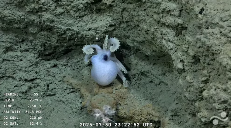 Pulpo de mar de profundidad. Pulpo de mar de profundidad.