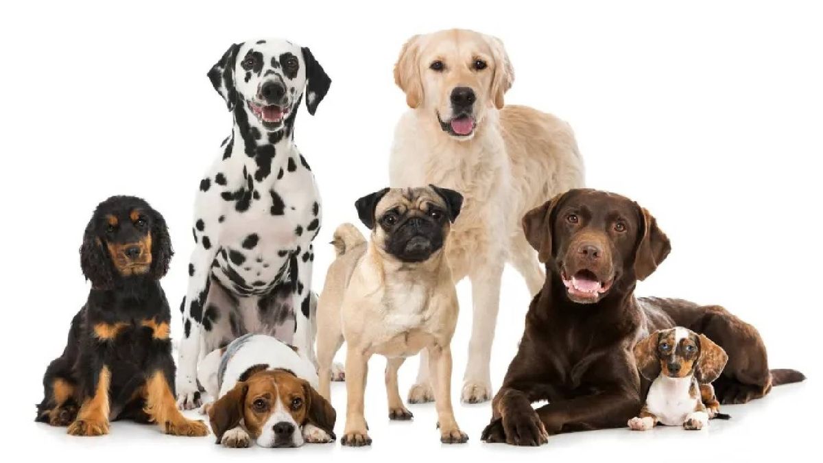 Las 5 razas de perros consideradas más protectoras