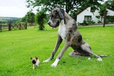 Hay razas que pueden medir un metro de altura. Foto: The Sun (thesun.co.uk)