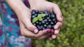 Arándanos Arándanos