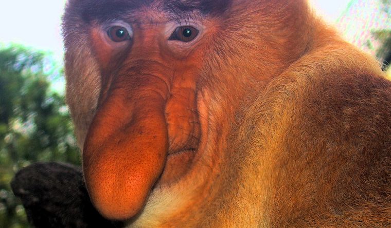 Los monos narigudos tienen recursos sorprendentes. Foto: Wikipedia.