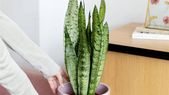 Lengua de suegra, una planta ideal para ambientes poco luminosos. Foto: Shutterstock Lengua de suegra, una planta ideal para ambientes poco luminosos. Foto: Shutterstock